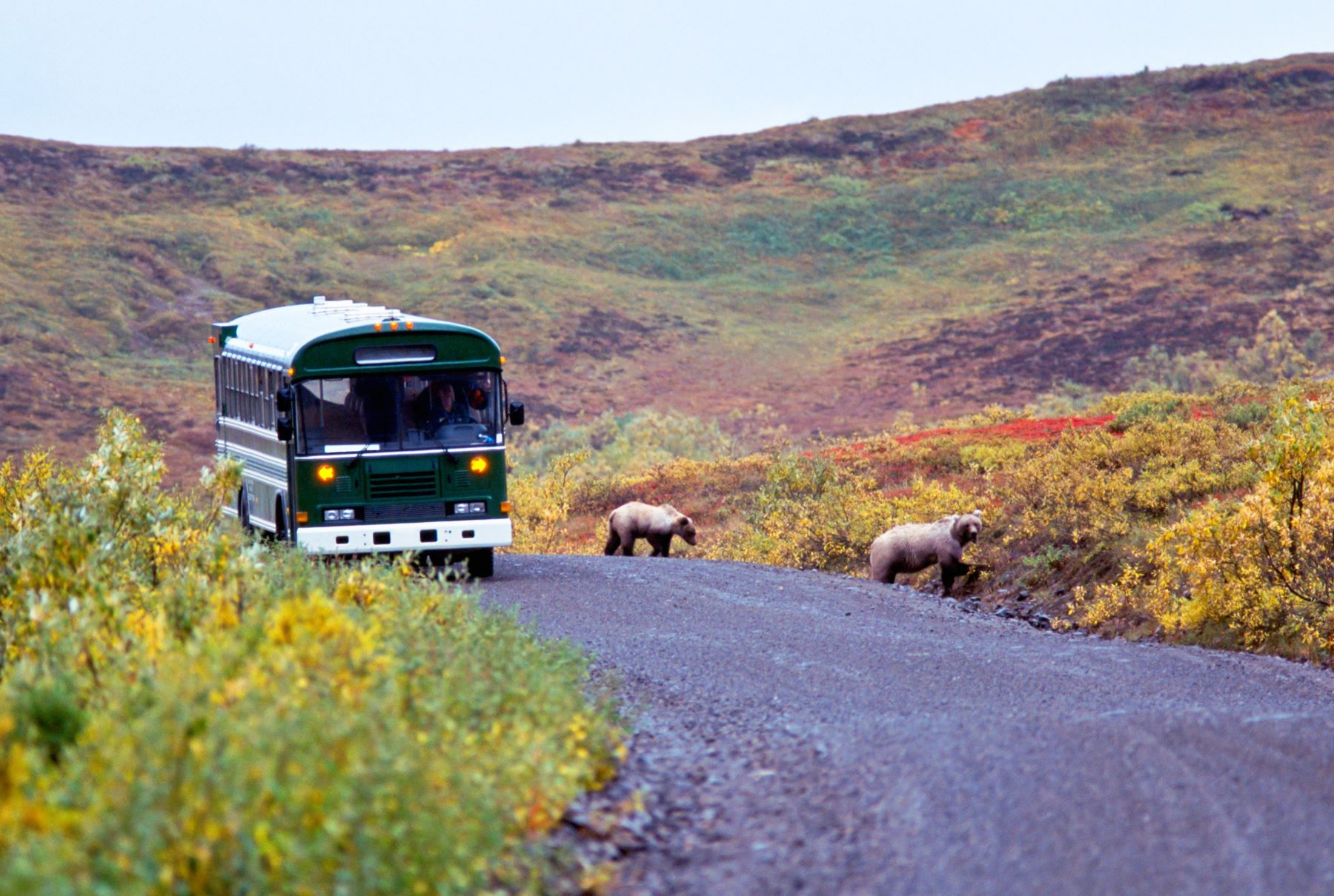 Denali Bus Tour — October 2025